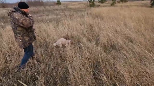 РОС Венди, знакомство с птицей