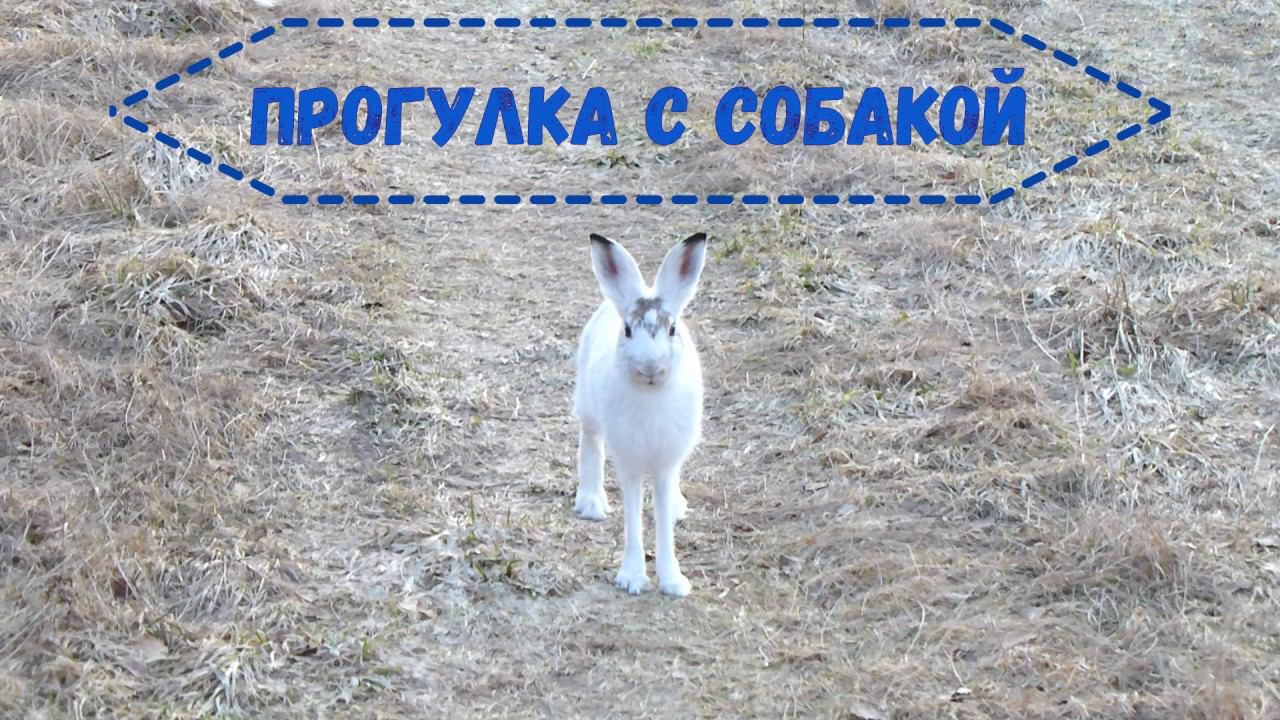 Прогулка с собакой. Как всегда нашла зайчика :)