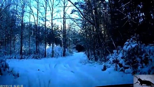 Красиво. Снежно. Холодно. Смоленск. Лес Козьи Горы.
