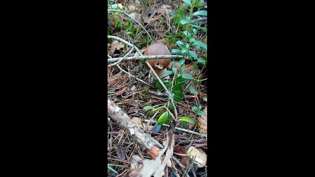 Невероятные грибы в Финляндии