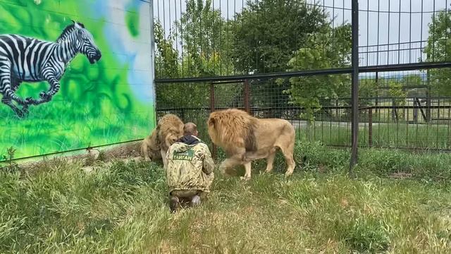 Человек-Лев разгоняет 'тапком ' ЧЕТЫРЕХ  РАЗЪЯРЕННЫХ ЛЬВОВ !