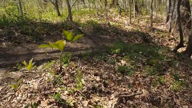How to Easily Get Rid of Garlic Mustard