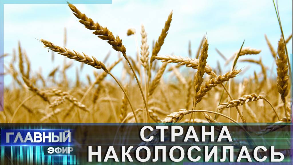 Хлеб — всему голова! Беларусь собрала уже 4,5 млн тонн зерна. Главный эфир
