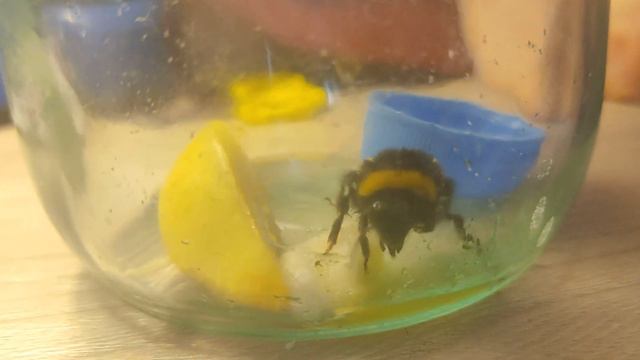 Шмель 4 ест каплю меда и воду и спит скуучныый пчел eats honey water sleeps boring bees Bumblebee