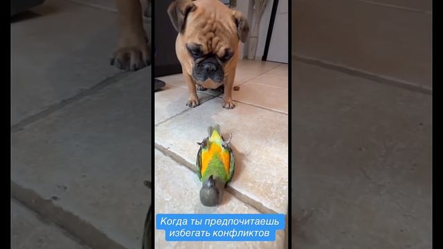 Как правильно избежать конфликт