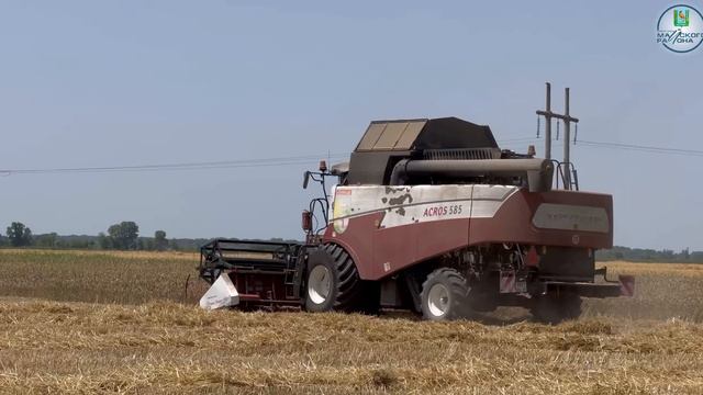 В Майском районе завершается уборка озимых зерновых культур