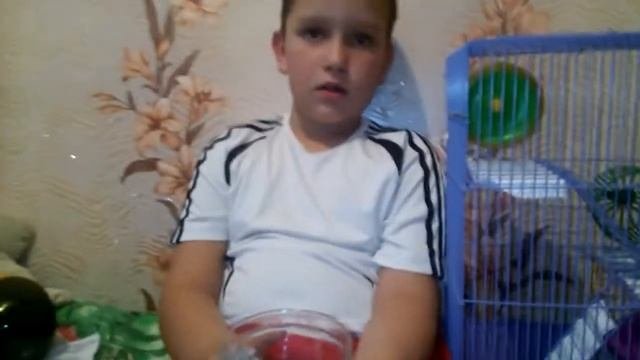 Уход за джунгарскими хомяками ????
