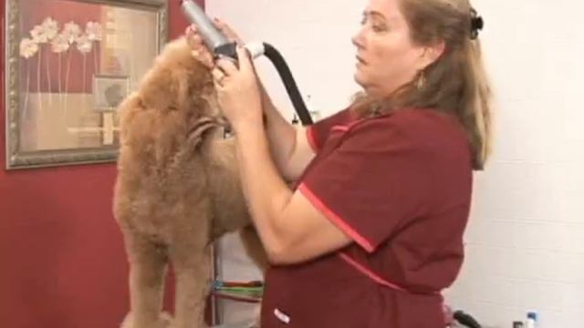Poodle Dog Grooming : Poodle Dog Grooming: Face Shaving