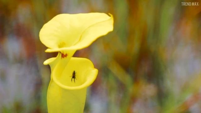 The Most TERRIFYING CARNIVOROUS PLANTS 😱