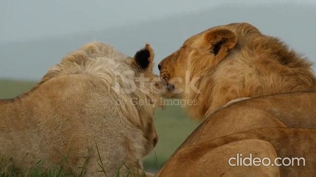 Самые красивые большие кошки.