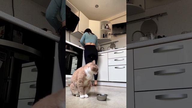 вечно голодный кот