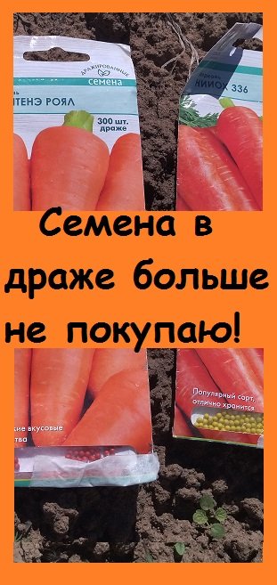 Морковь в ДРАЖИРОВАННЫХ СЕМЕНАХ - пустая трата денег, риск остаться без урожая!
#огород #сад #garden