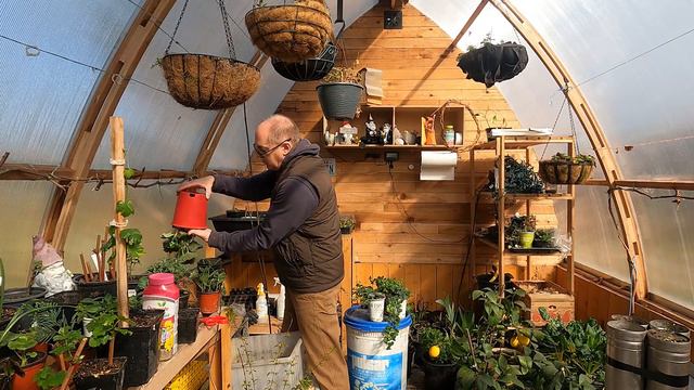 Petunia hanging basket time // Potting up some winter cuttings
