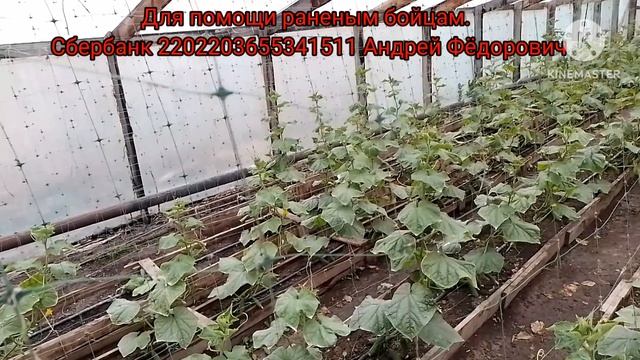 Девчонки с утра едут скупиться и к раненым бойцам.