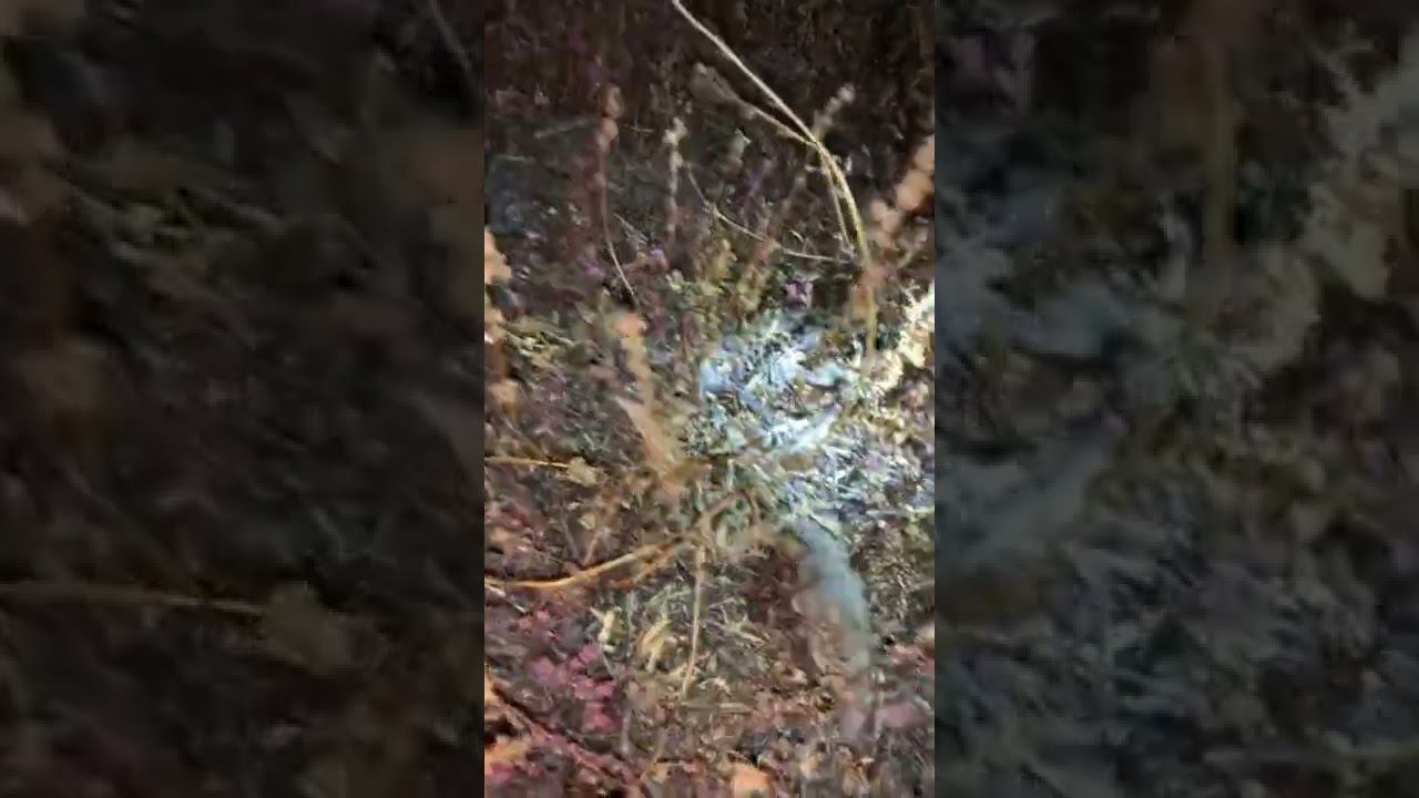 Невиданный зверь