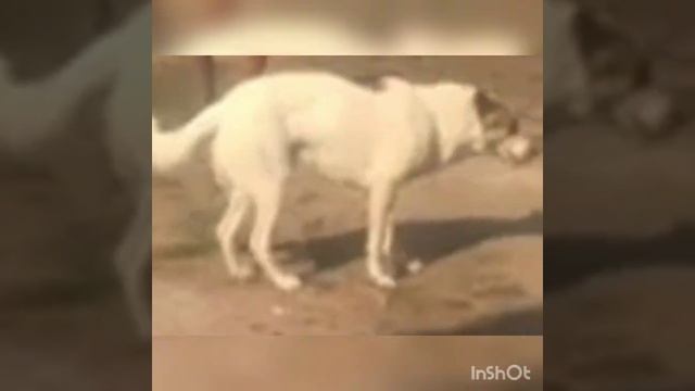 КАЛМЫЦКИЙ ЧАЙМАРИНА МИНГИЯНБЛОГЕРЫ ОТДЫХАЮТ