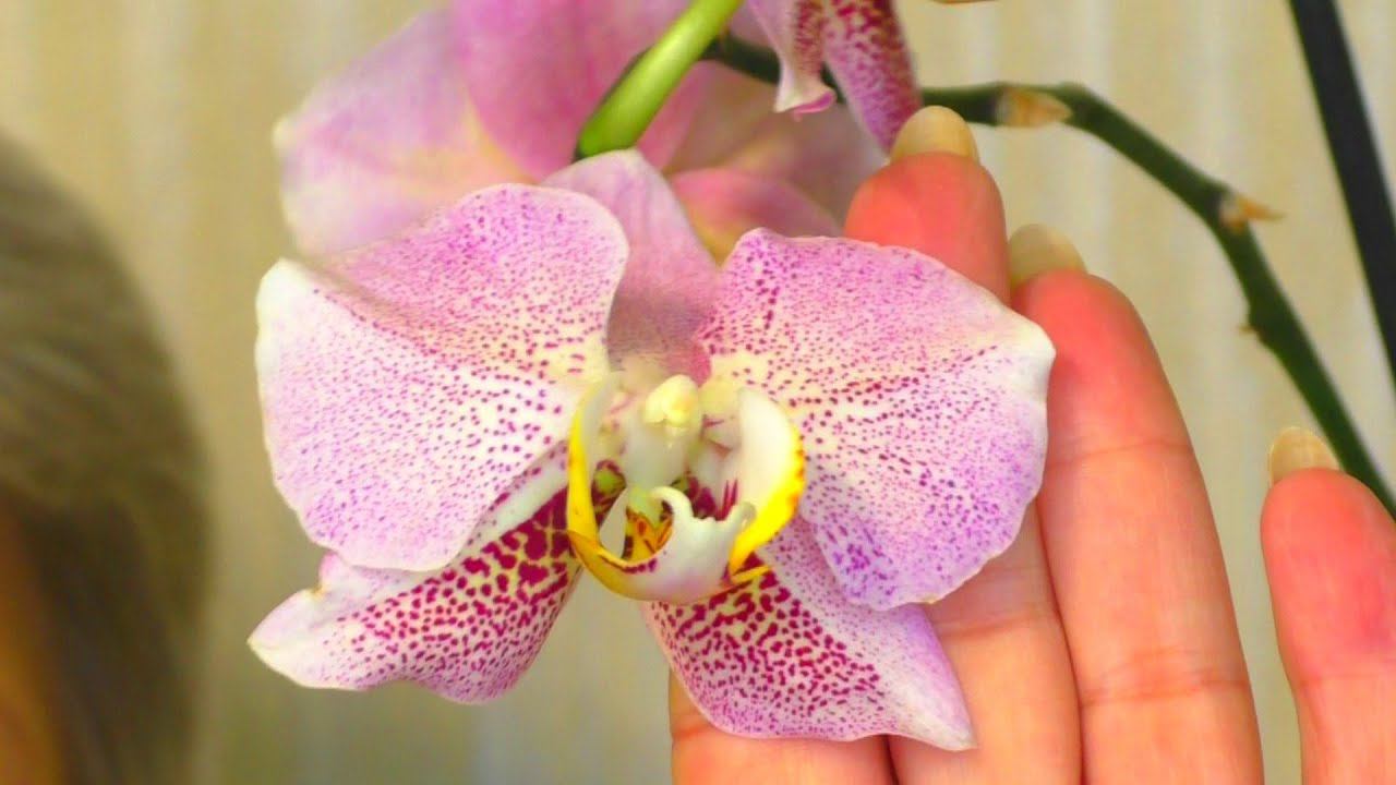 НАРАСТИТЬ Корни. Орхидеи ЧЕТЫРЕ МЕСЯЦА в ВОДЕ. Дикий Кот и Леко Фантастик. ПЕРЕСАДКА В КЕРАМЗИТ.