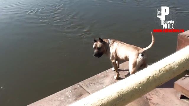 Самая умная собака в Мире! Нереальный трюк!