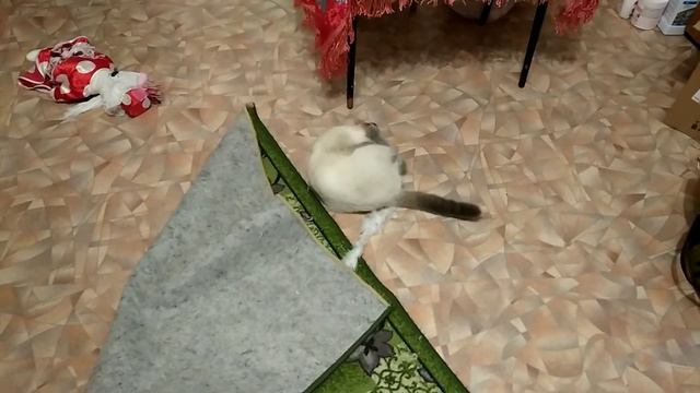 Проказник "Тетёха"