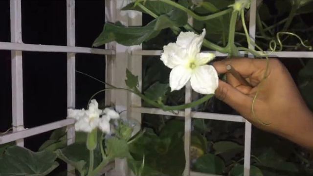 How to get more Bottle gourds||Hand pollination method in Bottle gourd||Hand pollination method