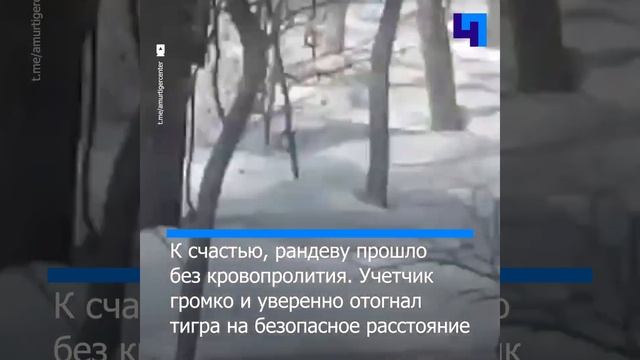 В Приморье учетчик амурских тигров отпугнул краснокнижного хищника своим криком