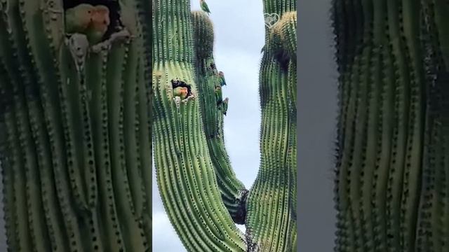Яркие кактусовые попугаи, которые живут в Бразилии и гнездятся в дуплах больших кактусов 🦜