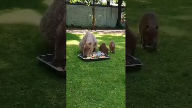 🦫Малыши капибары из Московского зоопарка завтракают рядом с мамой🦫