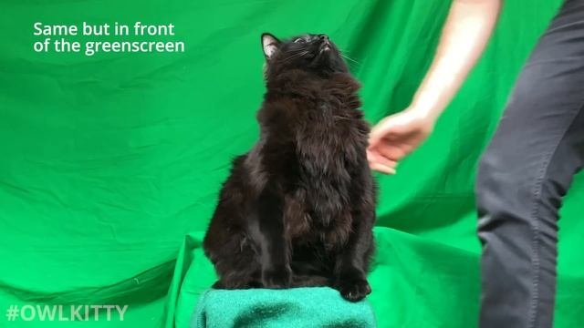 OwlKitty - Behind the Scenes Ghost  1917