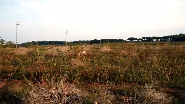 Trailer L’ITALIA CHIAMO' - Caccia alle Quaglie con il Bracco Italiano