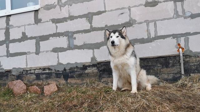 Think You Can Handle a Husky? Watch This First!