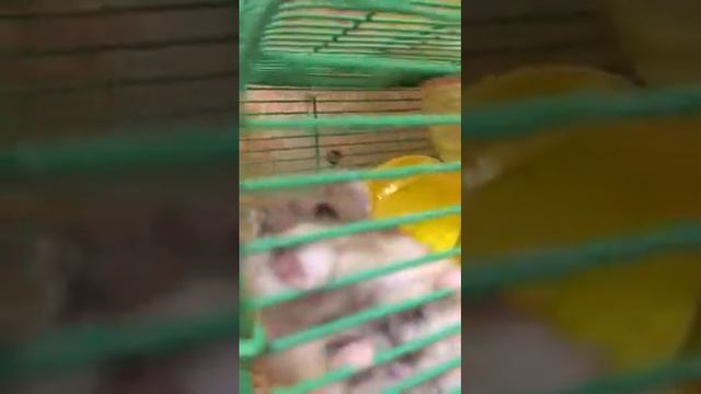 Пришла домой и накормила всех