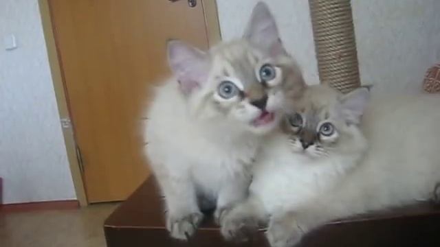 Невские маскарадные котята из питомника Тавалога.avi