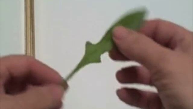 EatTheWeeds: Episode 10: Rumex Sorrel