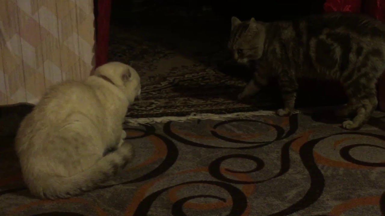 Первое знакомство Хазика и Тоси//Британец и шотландка