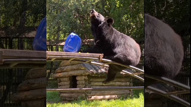 Показательное кормление нашей любимой гималайской медведицы Мухи в зоосаде "Приамурский"!