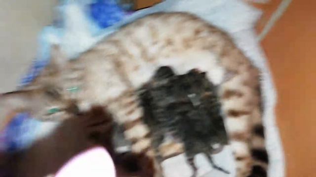 15 июня родила Василиса 5 пятерых котят