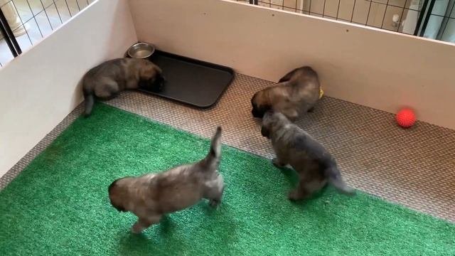 Щеночки Михея. Micahs puppies. Leonberger