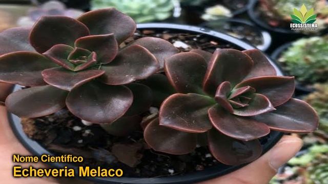 Echeveria Melaco Planta suculenta linda de fácil cultivo apresentação