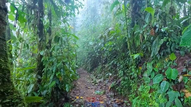 Mashpi Lodge: Ecuador Rainforest Hotel in the Clouds