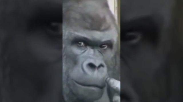 🦍БольшойСерыйГорилл колупается в носу и ехидно смотрит в камеру🤫