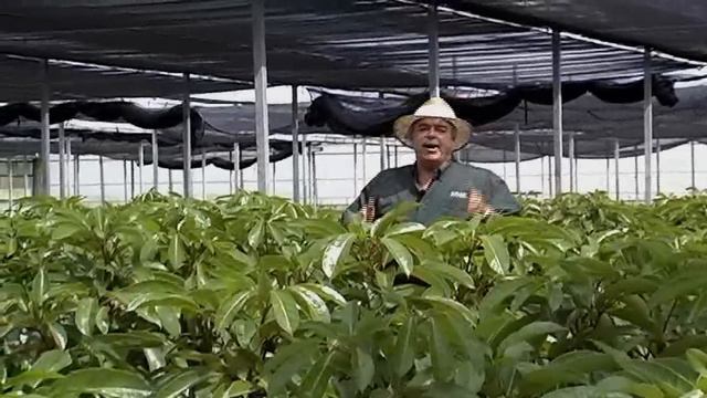 Schefflera Renegade 5-10-13