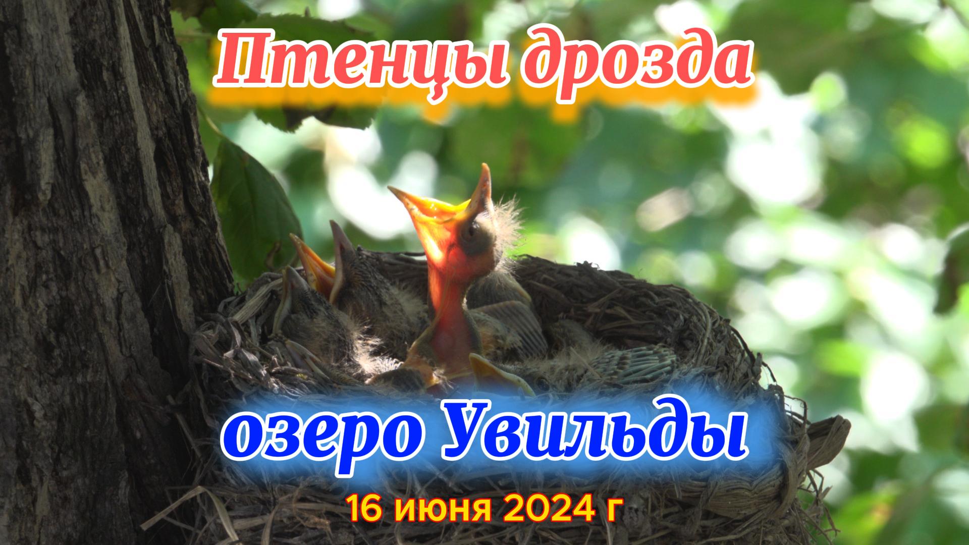 Птенцы дрозда и озеро Увильды 16 июня 2024 г