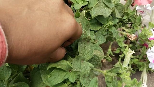 How to Collect Seeds of Petunia || पेटूनिया के बीज || Bee_in_terrace