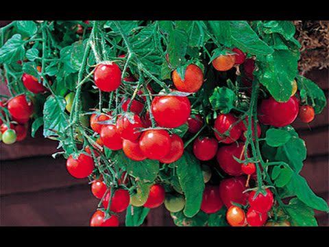 Высокоурожайные балконные помидоры