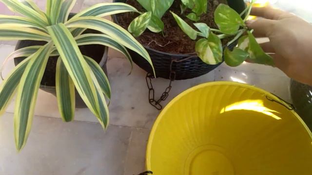 Balcony Makeover  With Plants.