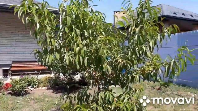29.06-4.07.24.Собираем соседский урожай. Ткемали. На участке.
