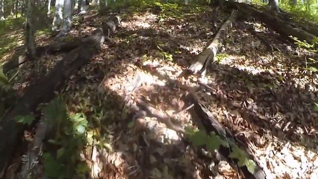 Гриби боровики 16 жовтня в Карпатах 37 боровиків на поляні