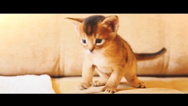 Котята