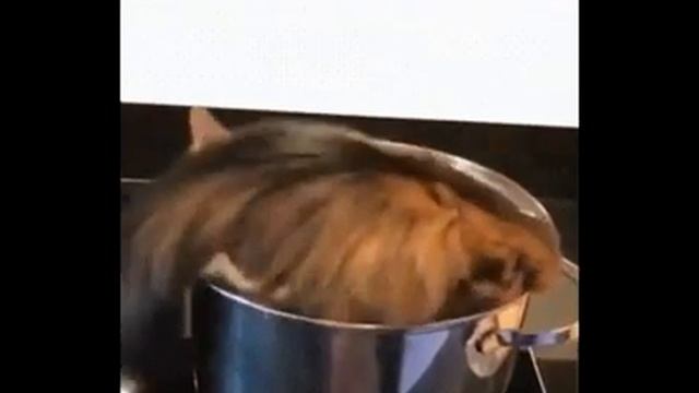 Суп с котом