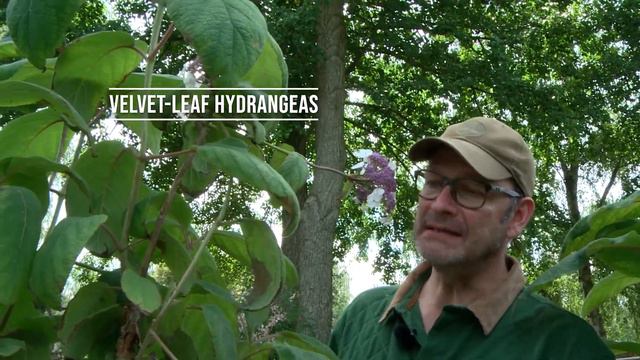 Hydrangeas The Course | Varieties, Care, Fertilization, Pruning | Part 3 Types + Varieties | Chap.B
